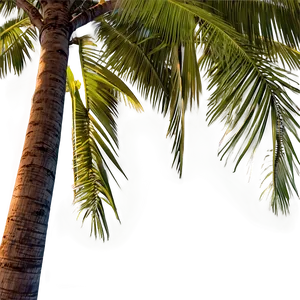 Coconut Palm Trees Png Gmx PNG image