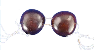 Coconut Shell Sunglasses PNG image