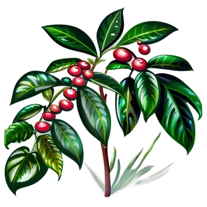 Coffee Plant Clipart PNG 48