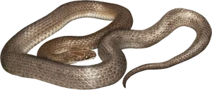 Coiled Brown Cobra.png PNG image