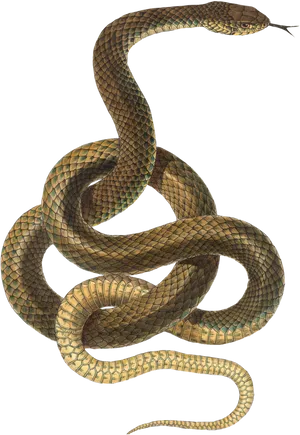 Coiled Snake Black Background