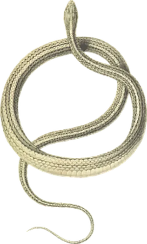 Coiled Snake Graphic