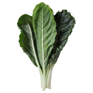 Collard Greens Drawing PNG Gff