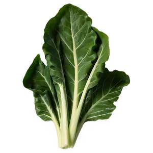 Collard Greens Icon PNG Exp97 PNG