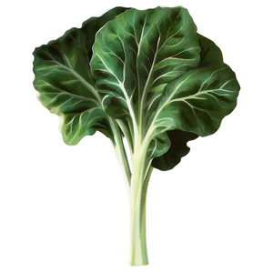 Collard Greens Vector Png 06252024 PNG image