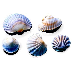 Color Sorted Shells PNG 2 PNG