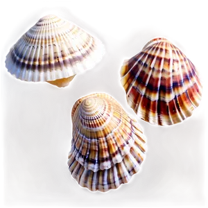 Color Sorted Shells PNG Djg PNG