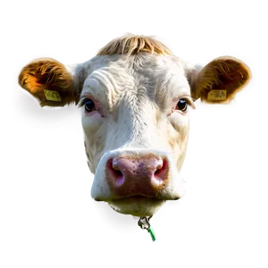 Colored Cow Face PNG Igg