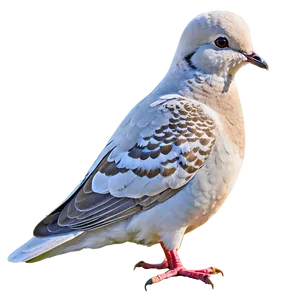 Colored Dove Clipart PNG Nqr