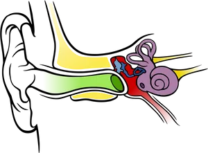 Colorful Anatomyof Human Ear PNG image