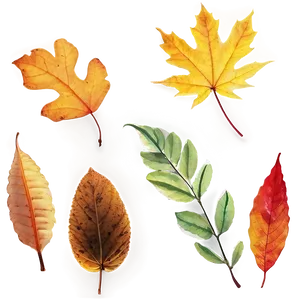 Colorful Autumn Leaves Png 99 PNG image