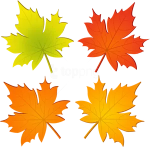 Colorful Autumn Leaves Vector PNG image