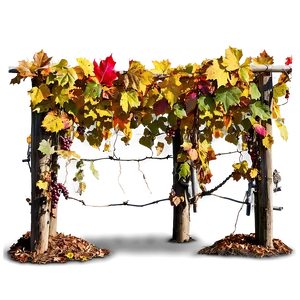 Colorful Autumn Vineyard Photo PNG 63