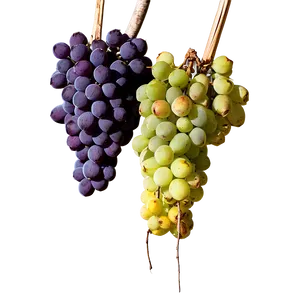 Colorful Autumn Vineyard Photo PNG 75