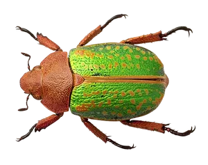 Colorful Beetle Specimen PNG image