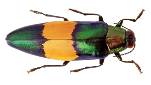 Colorful Beetle Transparent Background PNG image