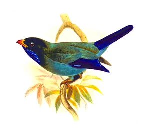 Colorful Bird Illustration