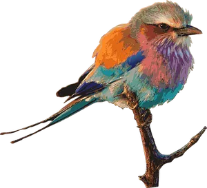 Colorful Bird Illustration
