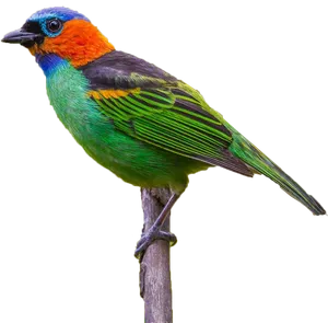 Colorful Bird Perchedon Branch PNG image