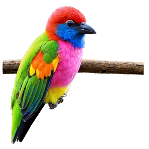 Colorful Bird Species Picture PNG 30