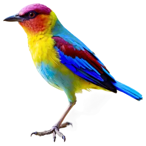 Colorful Bird Species Picture Png Wsw PNG image