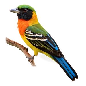 Colorful Bird Species Picture PNG Xta