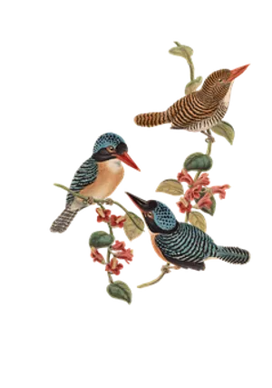 Colorful Birds Illustration