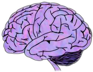Colorful Brain Clipart PNG