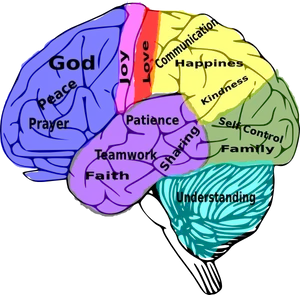 Colorful Brain Values Illustration PNG image