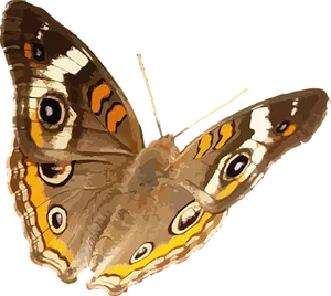 Colorful Butterfly Illustration