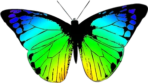 Colorful Butterfly Illustration PNG image