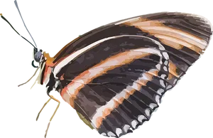 Colorful Butterfly Illustration