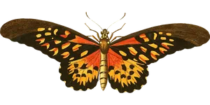 Colorful Butterfly Spread Wings