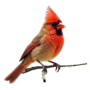 Colorful Cardinal Tattoo Design PNG 58 PNG