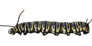 Colorful Caterpillaron Black Background