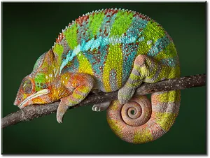 Colorful Chameleon On Branch.jpg PNG image