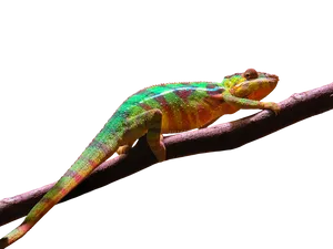 Colorful Chameleonon Branch