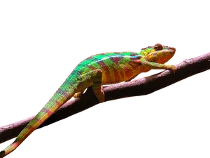 Colorful Chameleonon Branch.jpg