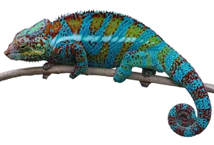 Colorful Chameleonon Branch.jpg PNG image