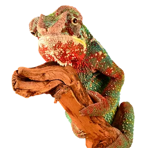 Colorful Chameleonon Branch.jpg PNG image