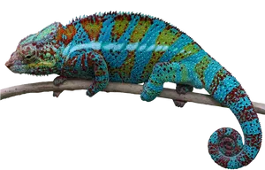Colorful Chameleonon Branch PNG image