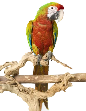 Colorful Cockatoo Perchedon Branch PNG image