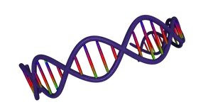 Colorful D N A Double Helix Structure PNG image