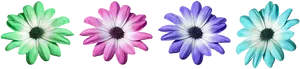 Colorful Daisy Collection PNG image