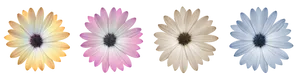 Colorful Daisy Collection