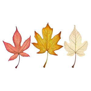 Colorful Fallen Leaves Collection Png 06292024 PNG image