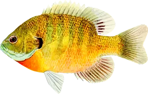 Colorful Fish Illustration