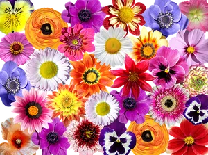 Colorful Floral Collage