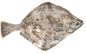 Colorful Flounder Illustration PNG image