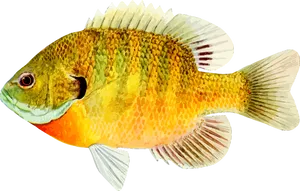 Colorful Freshwater Fish Illustration